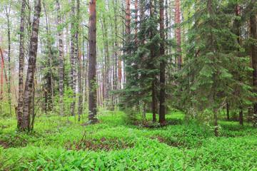Obraz premium lilies of the valley landscape in the forest background, view of the forest green season