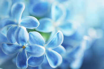blue background lilac flowers abstract, spring season light texture