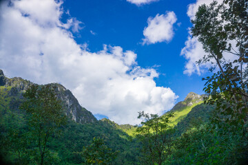 Fototapeta na wymiar Green tropical mountain forest with tree againt blue sky with cloud