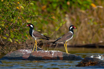 The red-wattled lapwing (Vanellus indicus) is an Asian lapwing or large plover, a wader in the...