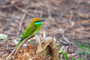 The blue-cheeked bee-eater (Merops persicus) is a near passerine bird in the bee-eater family, Meropidae