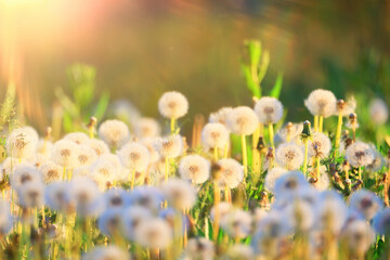 fluffy dandelions in a field flowers sunlight field nature