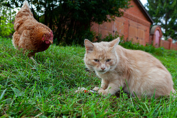 A red cat and a chicken share fish on the grass.