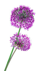 Allium