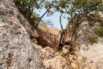 Small  crooked trees grow on a tourist path on Mount Arbel, located on the shores of Lake Kinneret...