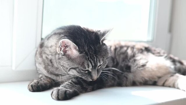 Grey tabby cat lies on the white sunlit window sill and carefully licks its forepaw grooming itself. Slow motion
