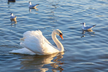 A White Swan Swim In The River
