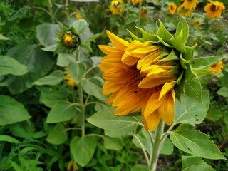 Blooming sunflower in the garden
