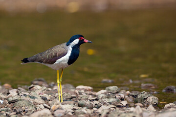 The red-wattled lapwing (Vanellus indicus) is an Asian lapwing or large plover, a wader in the family Charadriidae.