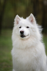 Portrait of a beautiful dog breed Samoyed in the city park.