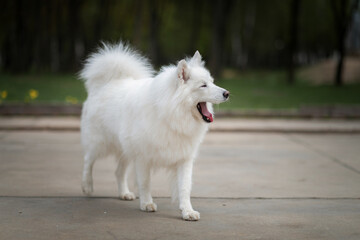 Portrait of a beautiful dog breed Samoyed in the city park.