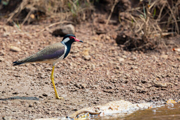 The red-wattled lapwing (Vanellus indicus) is an Asian lapwing or large plover, a wader in the...