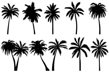 Fototapeta na wymiar palm trees set silhouette, on white background, isolated, vector