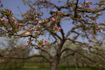 Apple trees in the orchard