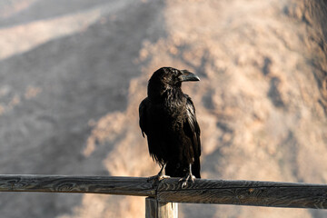 Kolrabe auf Fuertenvetura (kanarische Insel) im Sonnenaufgang