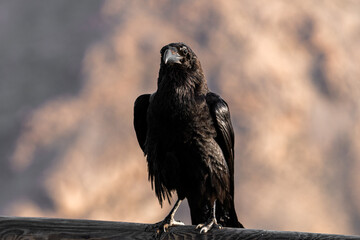 Kolrabe auf Fuertenvetura (kanarische Insel) im Sonnenaufgang