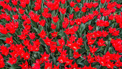 Tulips in Gulhane Park in Sultanahmet area. Istanbul.