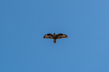Buteo buteo insularum isolated on blue