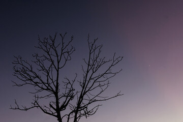 Tree silhouette on night sky.