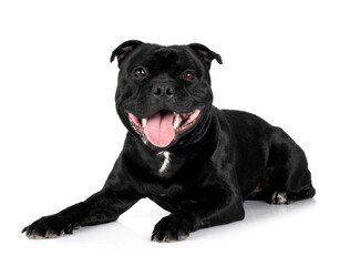 staffordshire bull terrier