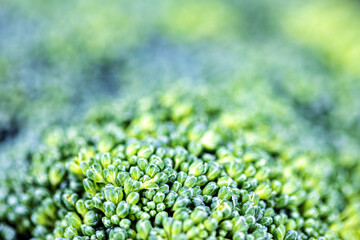 closeup broccoli for background shot using studio lighting