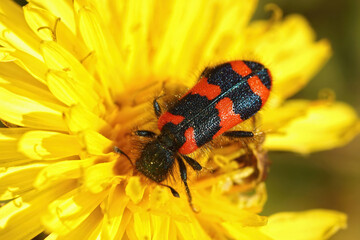 The colorful bee hive beetle , Trichodes alvearius, parasites in nest of solitary bees