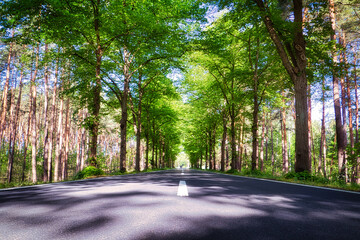Strasse - Allee - obrazy, fototapety, plakaty