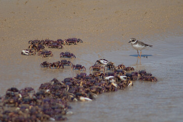 Common ringed plover Charadrius hiaticula and fiddler crabs Afruca tangeri. Senegal River. Langue de Barbarie National Park. Saint-Louis. Senegal.