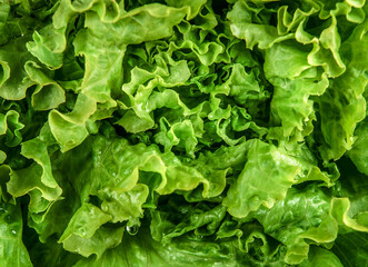 Close up of green lettuce leaves background. Salad ingredient. Healthy and diet food background