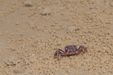Female fiddler crab Afruca tangeri. Langue de Barbarie National Park. Senegal River. Saint-Louis. Senegal.