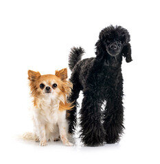 poodle and chihuahua in studio