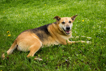 lovely mongrel dog lies on a green lawn with a yellow spring dandelion, Ukraine