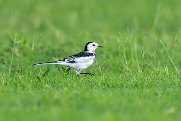 Fototapeta premium Close-up of a black-backed wagtails walking in the grass