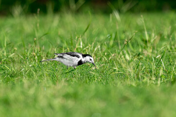 Close-up of a black-backed wagtails walking in the grass