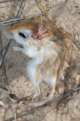 Dead gerbil on the sand. Langue de Barbarie National Park. Saint-Louis. Senegal.