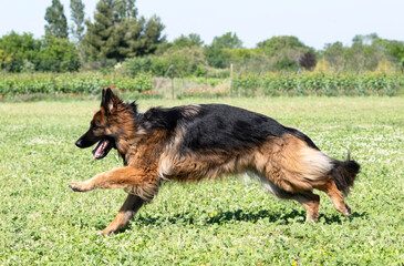 training of german shepherd