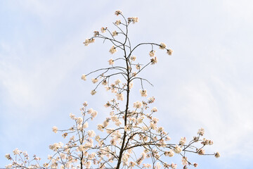 青空と桜1