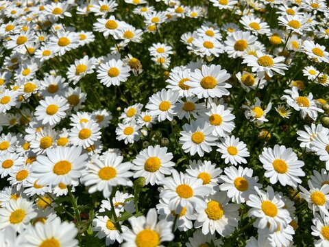 daisy flowers in a field