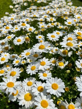 daisies in a garden in a sunny day in spring