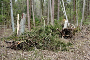 A close up on a bark being a remnant of a chopped down tree in the middle of a forest with some branches still visible and scattered around it spotted on a sunny spring day on a Polish countryside