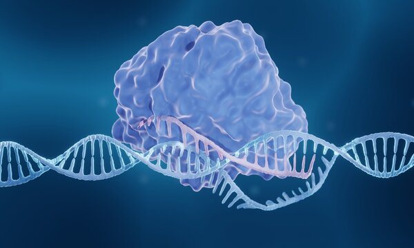 CRISPR-Cas9 genome editing enzyme