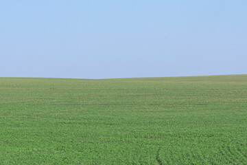Green field with blue sky as background.