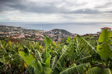 Madeira with banana plantage and atlantic ocean view
