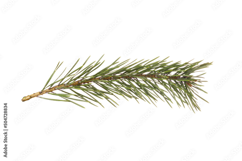 Poster spruce branch isolated on white background