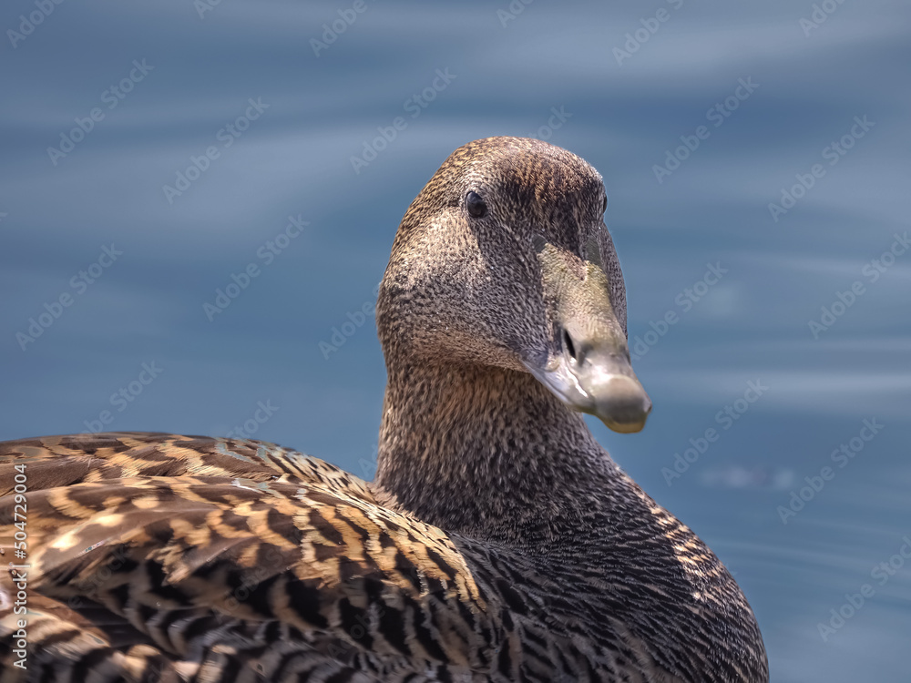 Wall mural Female Eider duck swimming along the shores of the Upper Zurich Lake (Obersee), Rapperswil, Sankt Gallen, Switzerland