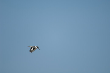 Pied kingfisher Ceryle rudis in flight. Langue de Barbarie National Park. Senegal River. Saint-Louis. Senegal.