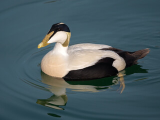 Male Eider duck swimming along the shores of the Upper Zurich Lake (Obersee), Rapperswil, Sankt...