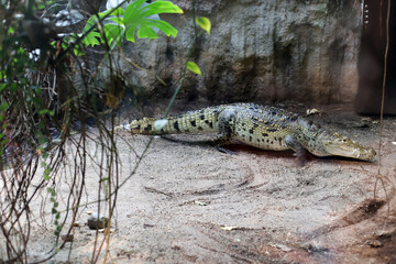 crocodile in the Vienna Zoo.