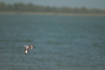 Pied kingfisher Ceryle rudis in flight. Senegal River. Langue de Barbarie National Park. Saint-Louis. Senegal.