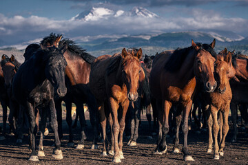 Kayseri, Turkey. may 2021. wild horses (yilki horses) 